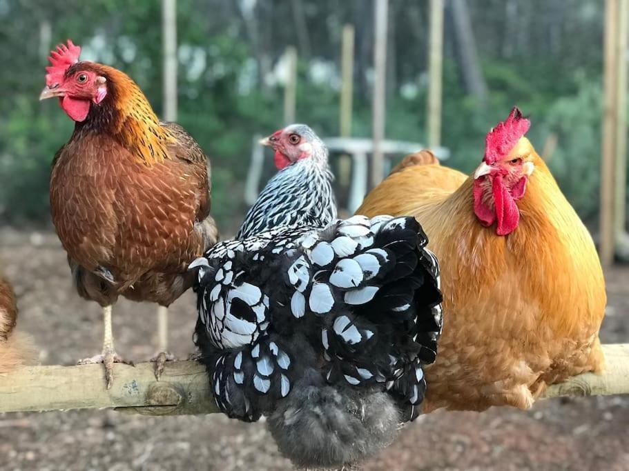 فيلا Santa Gertrudis في Casa Rosada - Gorgeous Family Finca Near Santa Gertrudis المظهر الخارجي الصورة