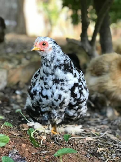 فيلا Santa Gertrudis في Casa Rosada - Gorgeous Family Finca Near Santa Gertrudis المظهر الخارجي الصورة