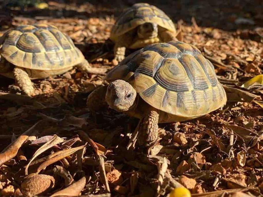 فيلا Santa Gertrudis في Casa Rosada - Gorgeous Family Finca Near Santa Gertrudis المظهر الخارجي الصورة